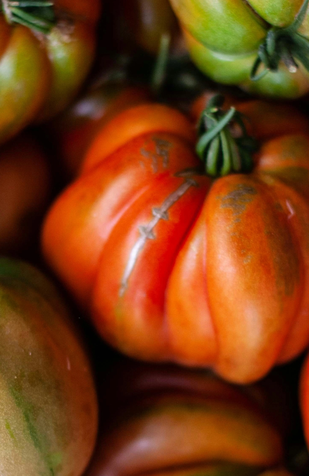 Tomate